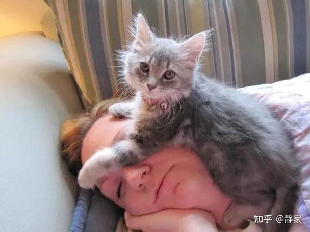 猫知道是人在养它吗截图