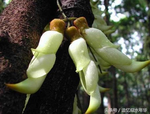 树肖最正确答案
