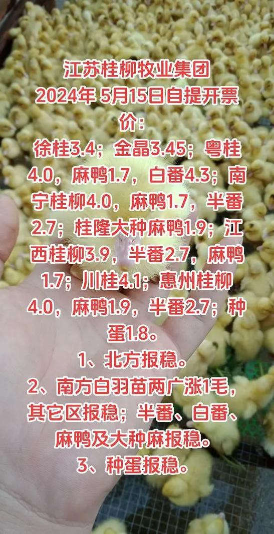 鸭苗批发地址和价格