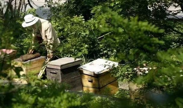 怎样把蜜蜂引进蜂箱视频