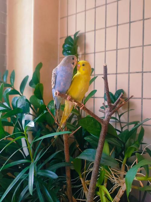 鹦鹉在阳台能代替光照吗