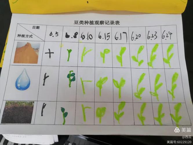 黄豆和豌豆图片对比