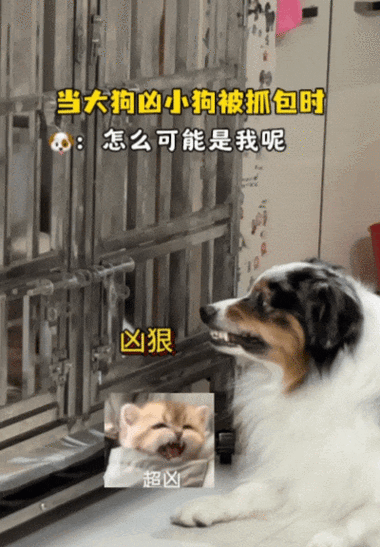 小狗(人)被主人狠狠惩罚后多久会认主