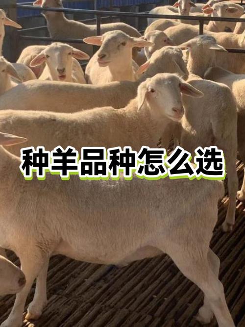 关于纯天然羊的广告词