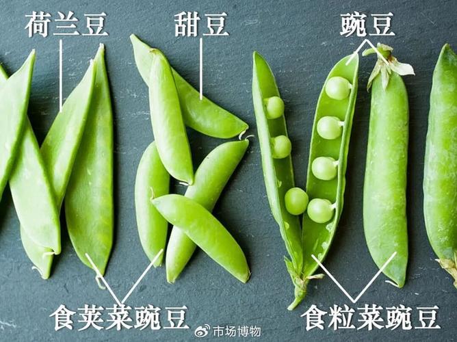 豌豆的豆荚是果皮吗