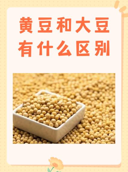 大豆与黄豆的区别图缩略图
