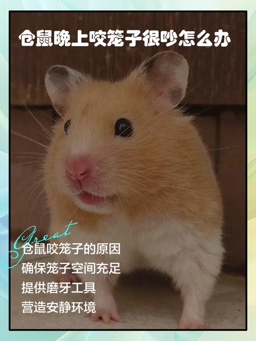 仓鼠半夜咬笼子吵死了游戏截图