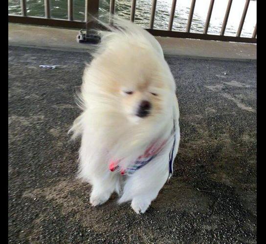刮大风的表情包