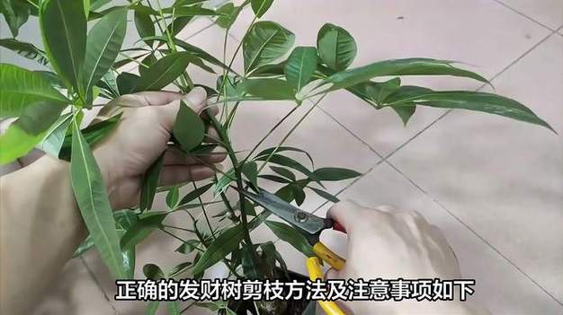 发财树安装视频