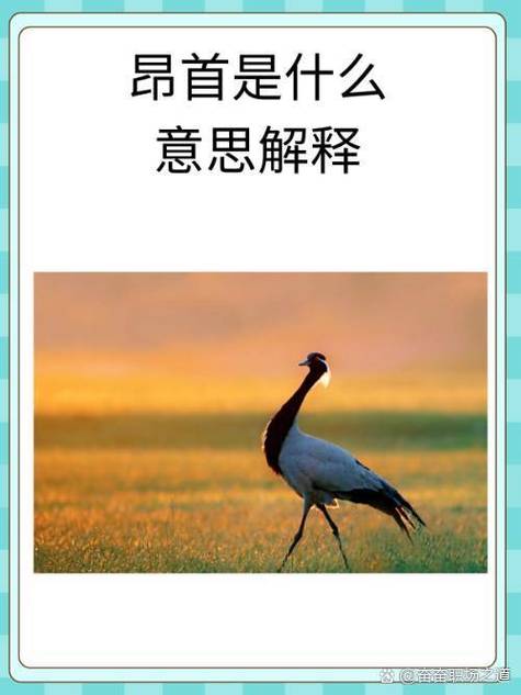 仰头是词语吗