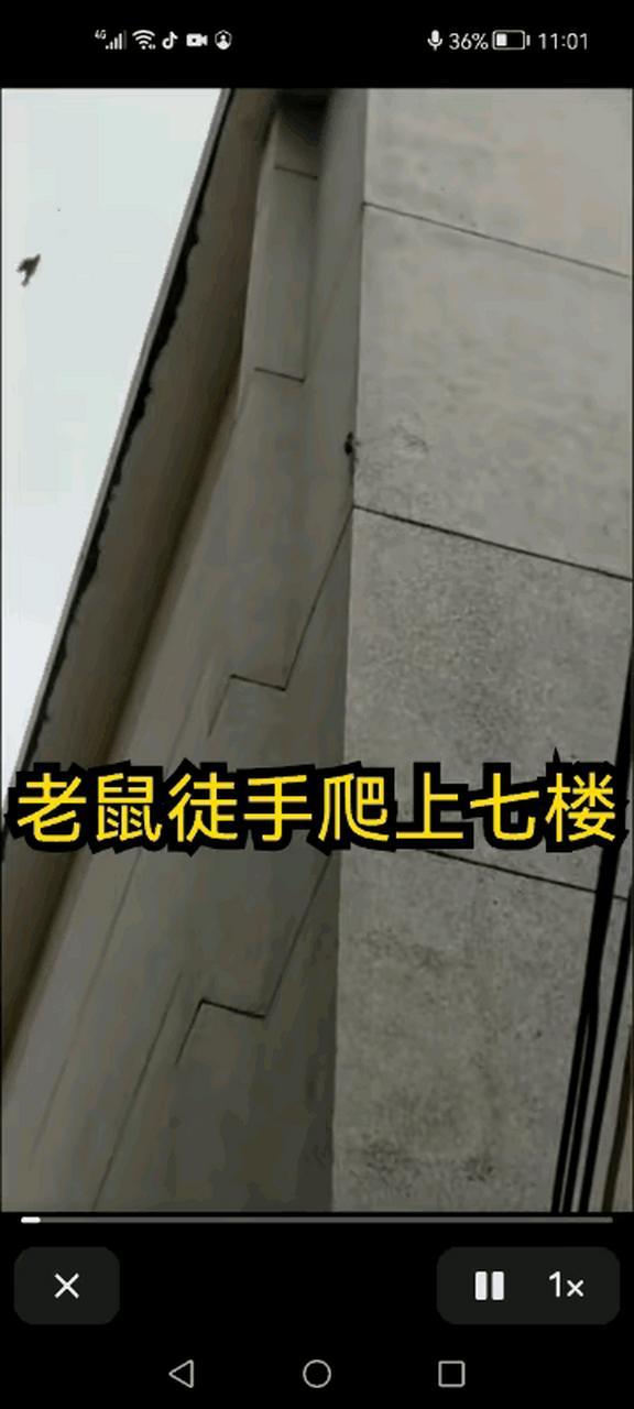 蛐蛐会爬墙吗