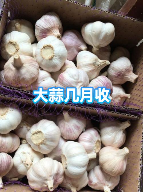 大蒜几块钱一个