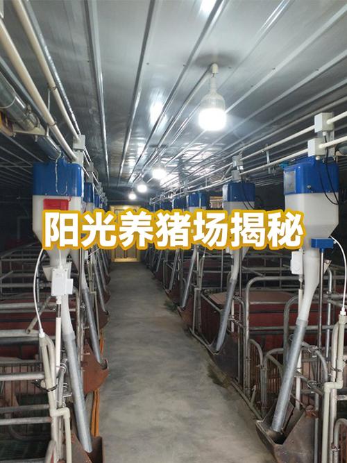 阳光养猪场靠什么盈利