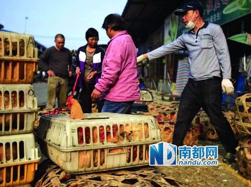 活禽批发市场附近缩略图