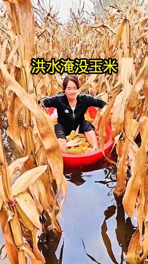 玉米水灾