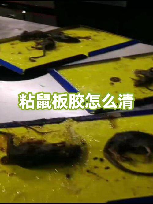 怎么洗掉粘鼠板的胶缩略图