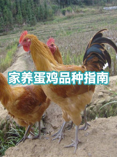 家养蛋鸡怎么喂养最好
