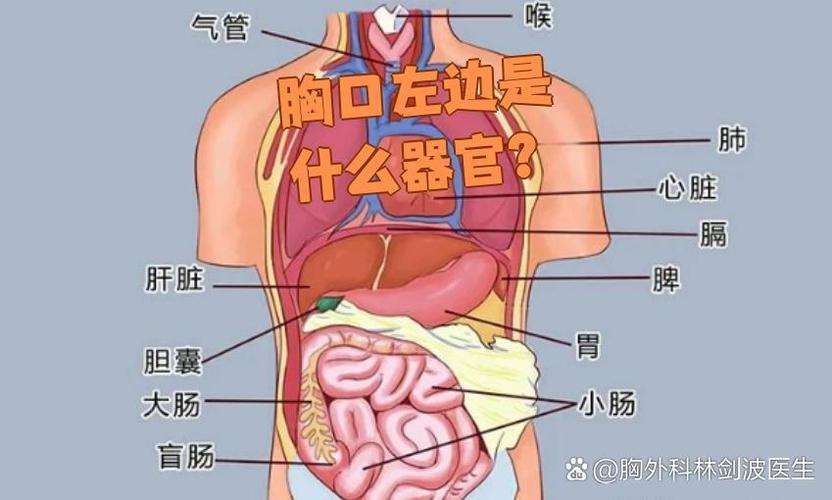 胸前在哪个位置图片