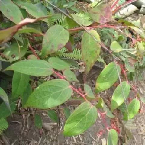 《透骨香》广播剧
