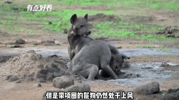 丛林动物大战野生动物图标