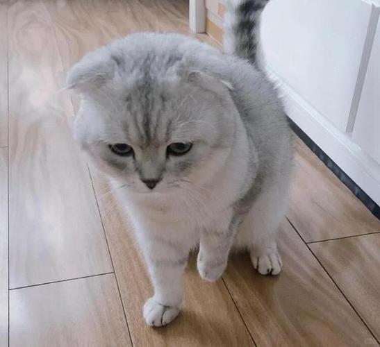 小猫后腿突然瘸了
