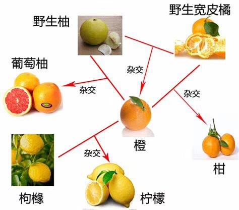 橙子是不是桔子和柚子嫁接的