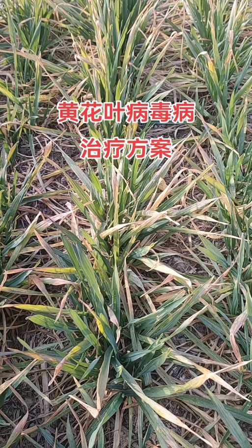 花叶发黄是怎么回事怎么治疗图标
