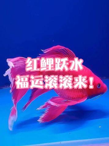 福运滚滚下载
