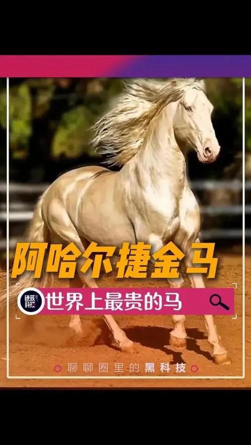 世界上最贵的10匹马缩略图