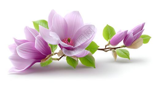 赞美木兰花的古诗