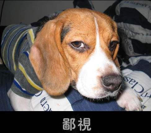 没有发现软件狗