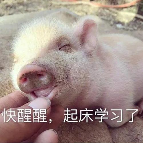 猪醒醒