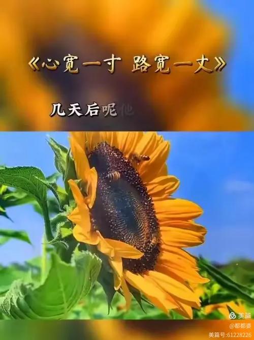 那时路很长,那时心很宽,一棵糖就能换
