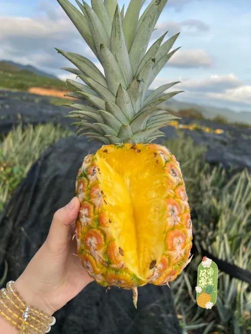 凤梨手机