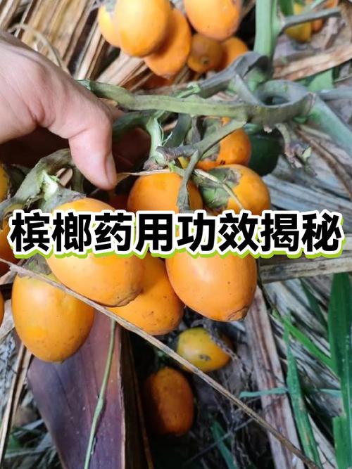 中药槟榔的功效与作用图片缩略图