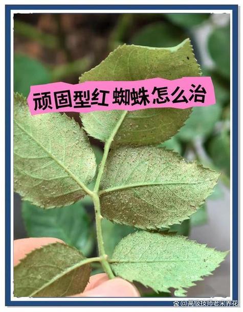 什么药杀红蜘蛛最有效缩略图