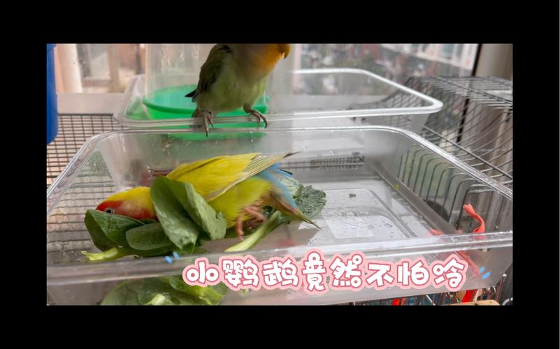 鹦鹉晚上10度左右冷吗