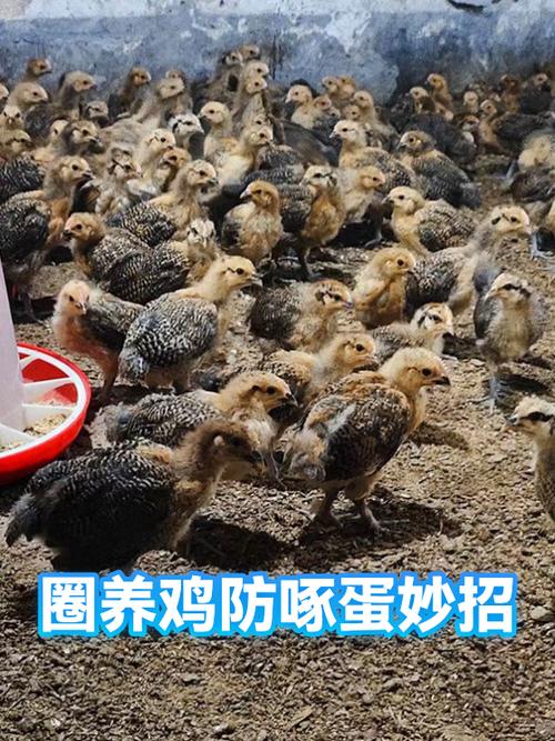 圈养鸡吃蛋怎么办