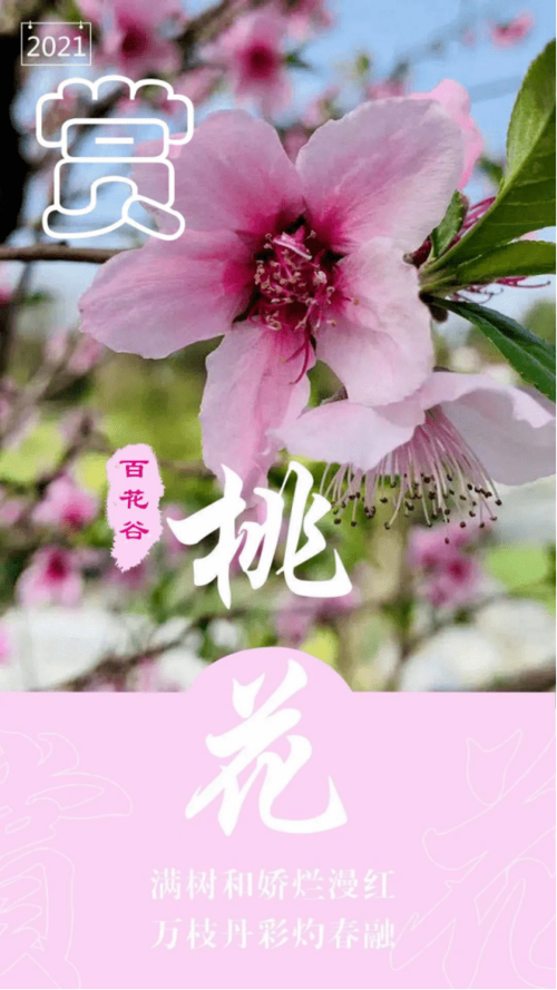 花海歌曲下载mp3缩略图