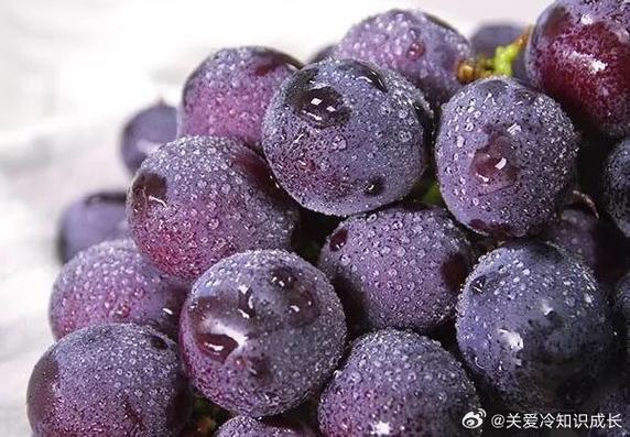 网上说的果粉是什么意思