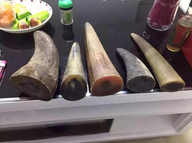 麝牛角和犀牛角哪个更稀有