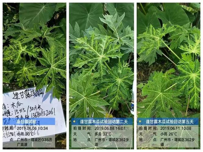 木瓜花叶病打什么药