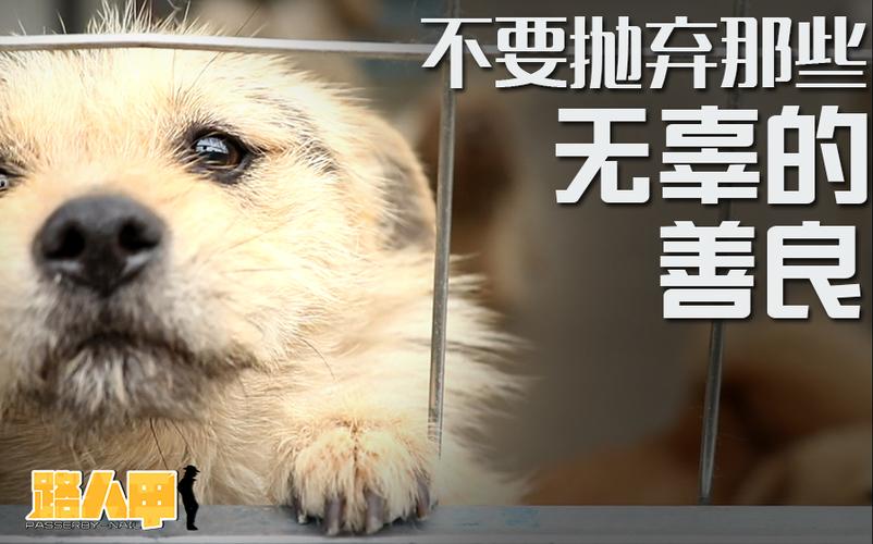 狗的公益宣传片