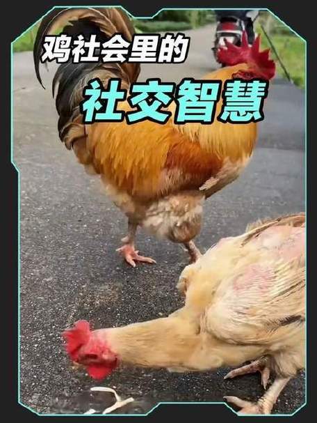 什么鸡群截图