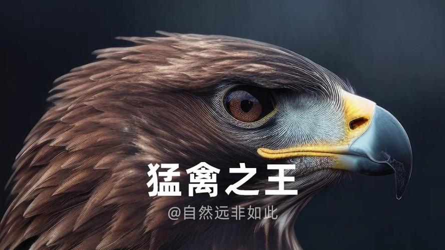 鹰,隼,雕,枭哪个厉害截图