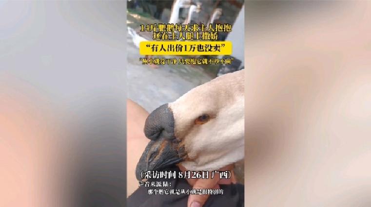100只鹅一年能挣1万吗
