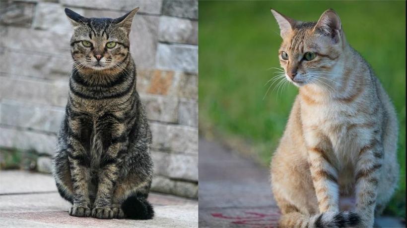 猫叫声驱鼠mp3缩略图