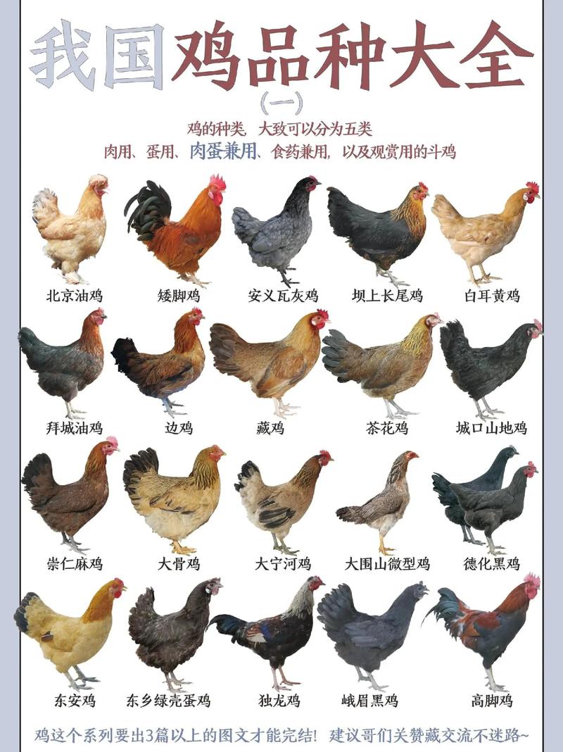 十大最好吃的公鸡品种缩略图