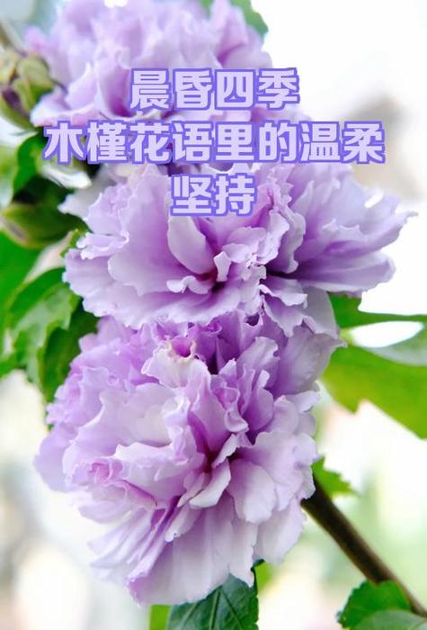 紫色的意思和寓意图标