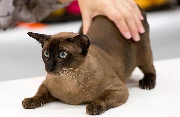 东奇尼猫是谁的守护神